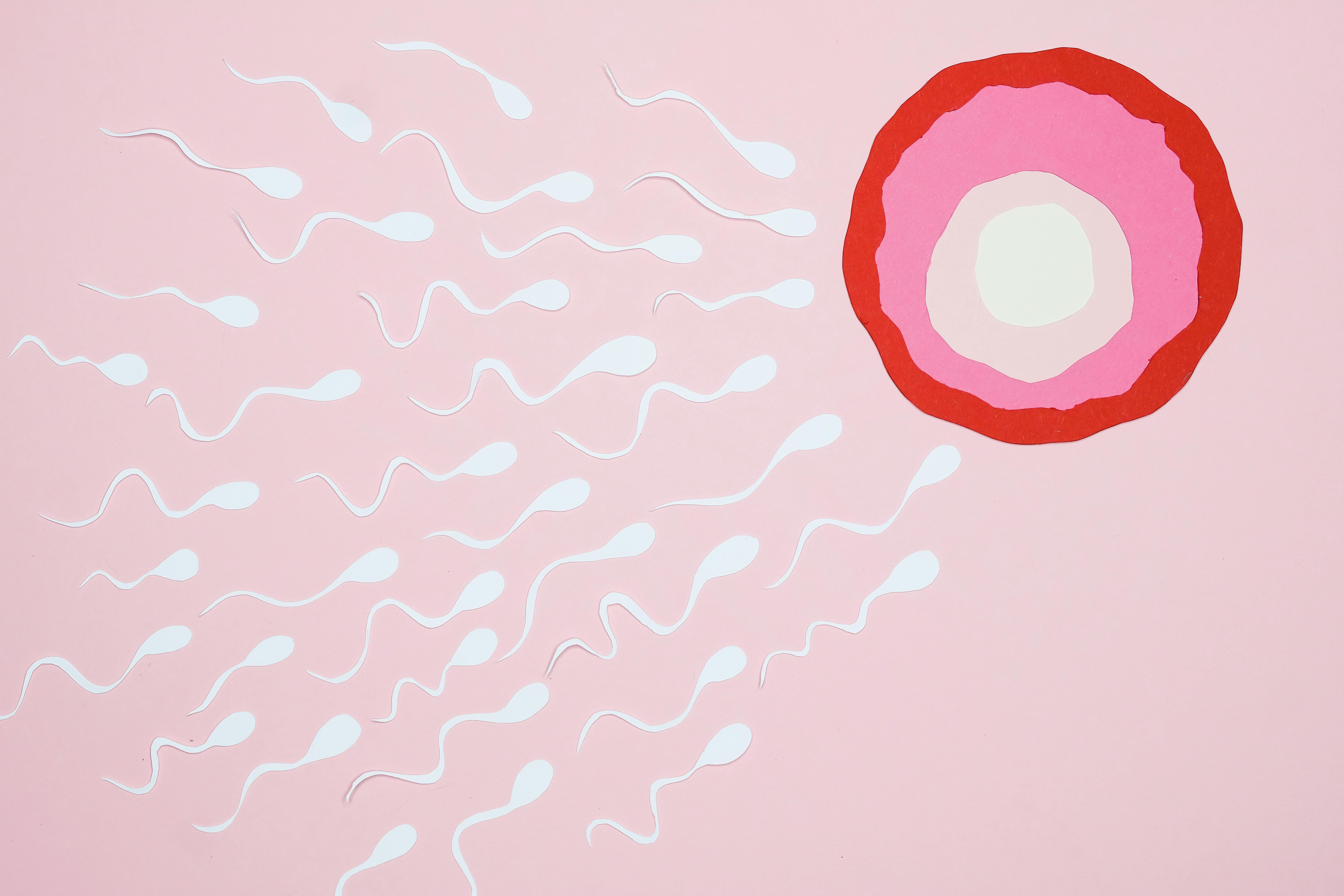 Fertilité masculine : comment l’améliorer naturellement